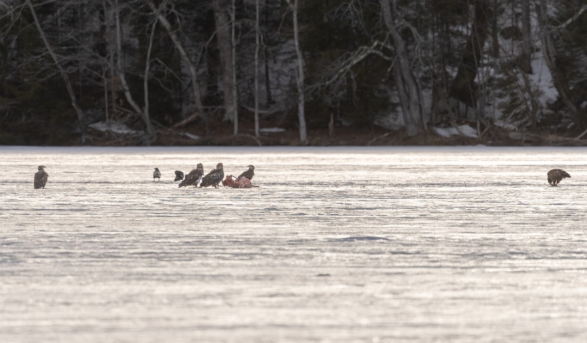 Bald Eagle - ML554742181
