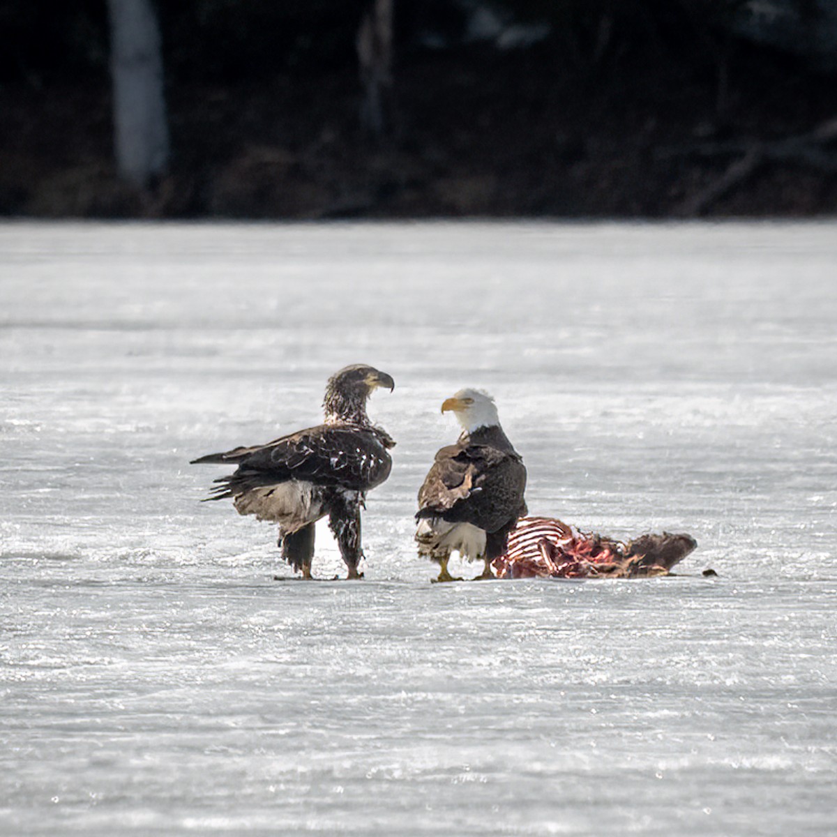 Bald Eagle - ML554742501
