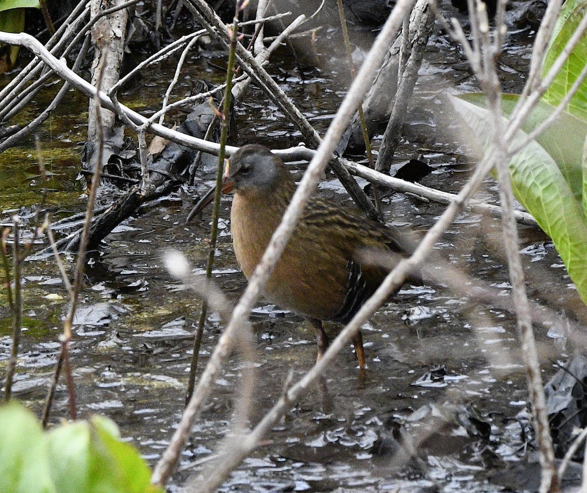 Virginia Rail - ML554742841