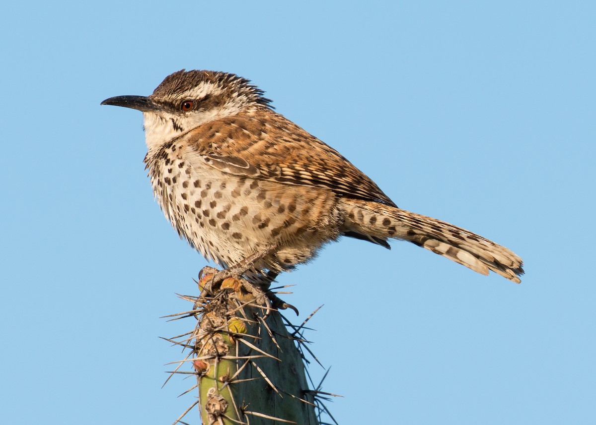 Boucard's Wren - Patrick Van Thull