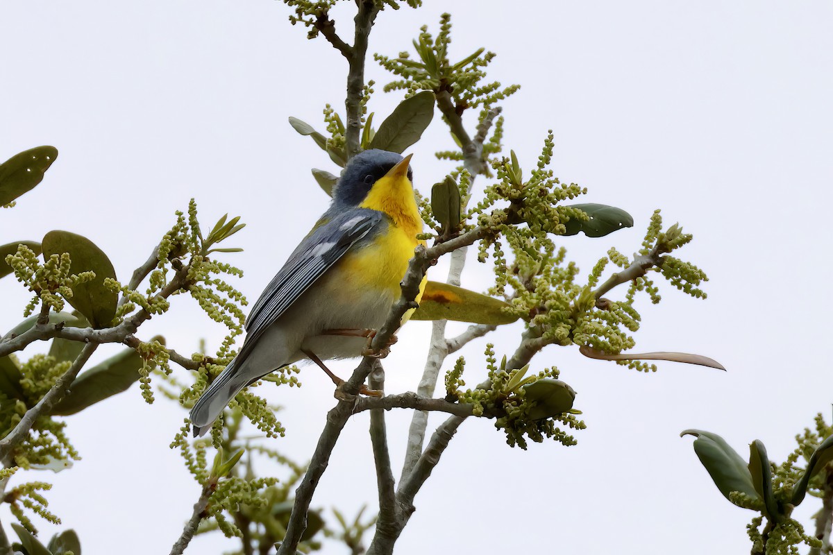 Tropical Parula - ML554743301