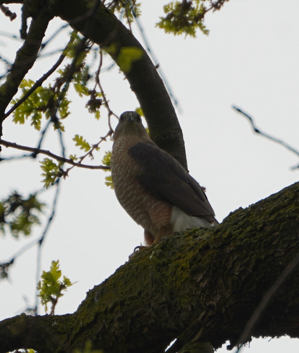 Cooper's Hawk - ML554743371