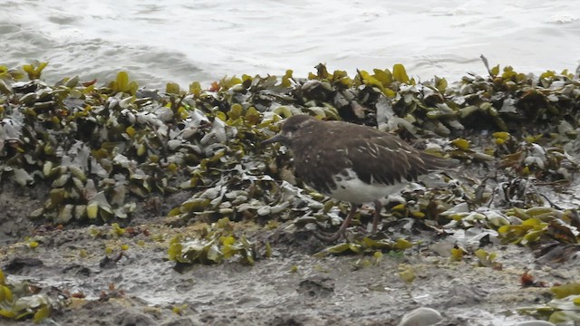 Black Turnstone - ML554743571