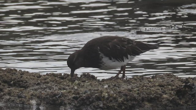 Black Turnstone - ML554743691