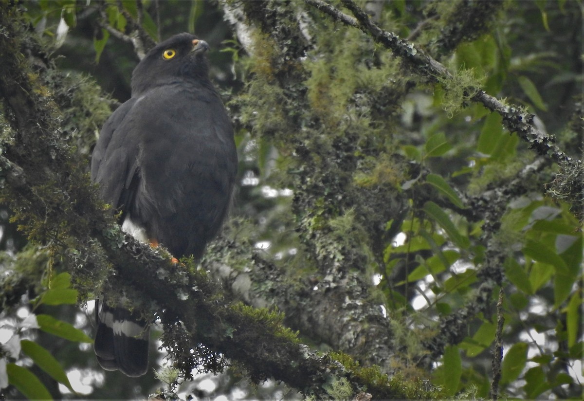 White-rumped Hawk - ML554743851