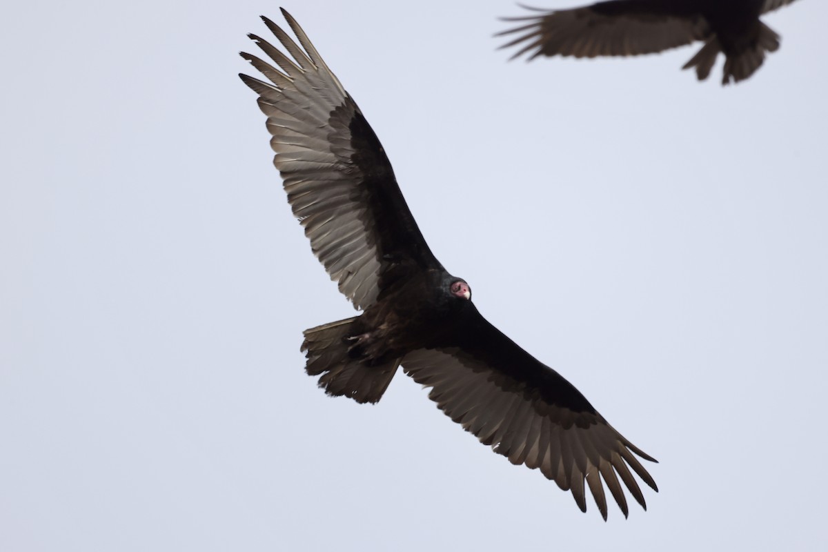 Turkey Vulture - ML554744411