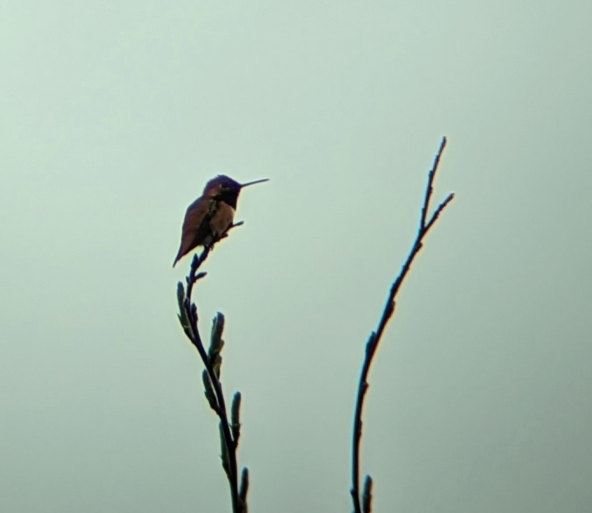 Rufous Hummingbird - ML554746221
