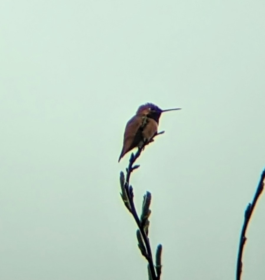 Rufous Hummingbird - ML554746231