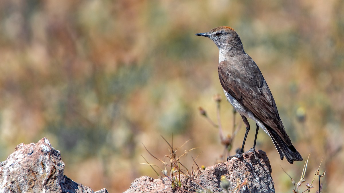 White-browed Ground-Tyrant - ML554747331