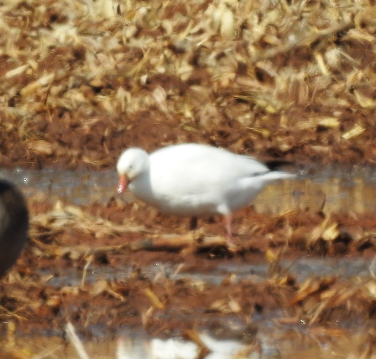 אווז קנדי - ML554748581