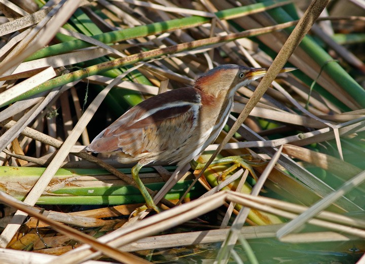 Least Bittern - ML55474861