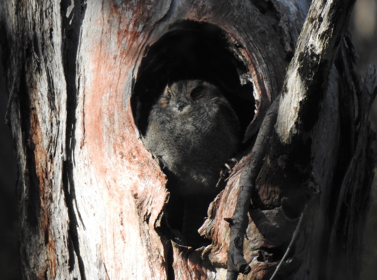 Australian Owlet-nightjar - ML554749481