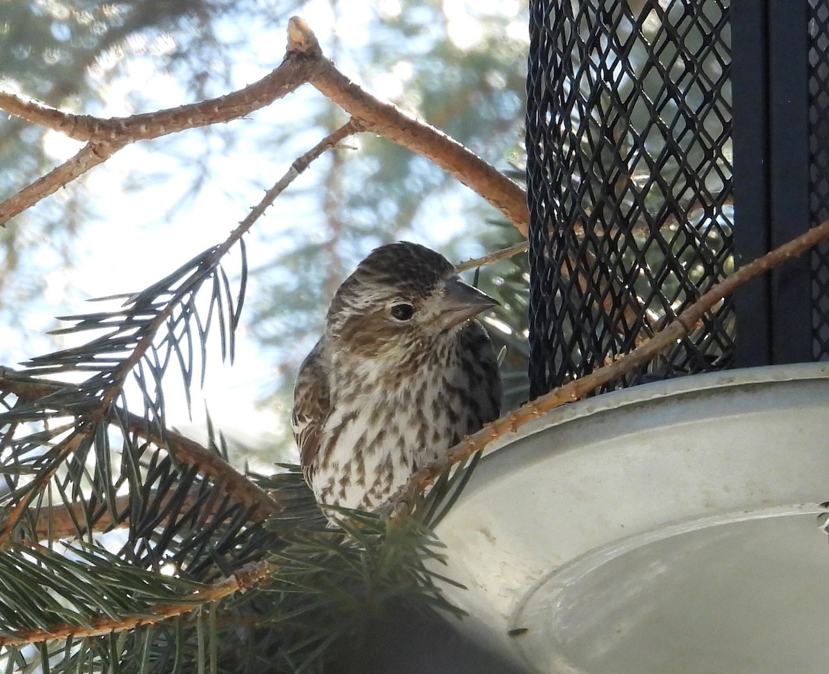 Cassin's Finch - Tresa Moulton