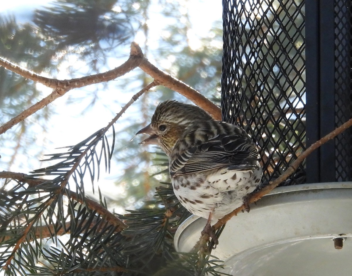 Cassin's Finch - Tresa Moulton