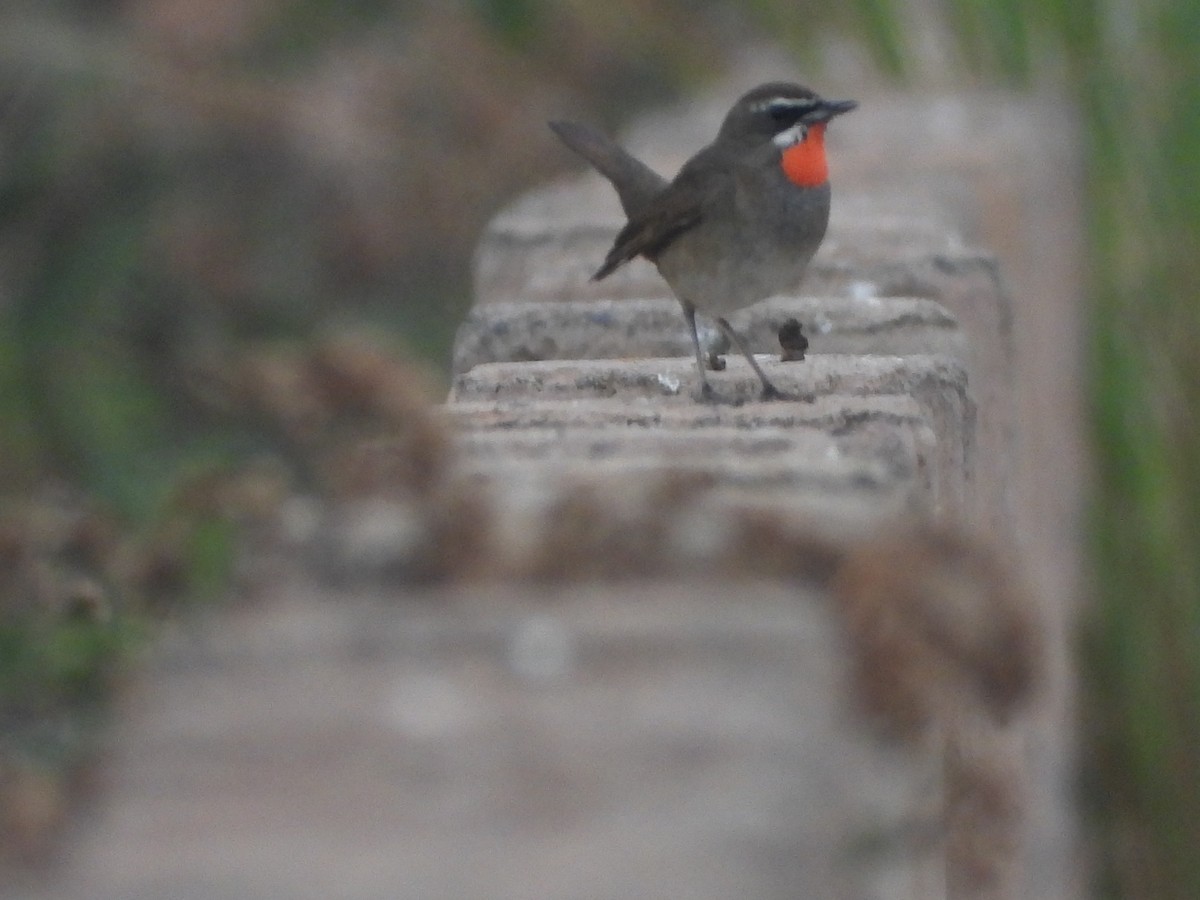 Siberian Rubythroat - ML554750271