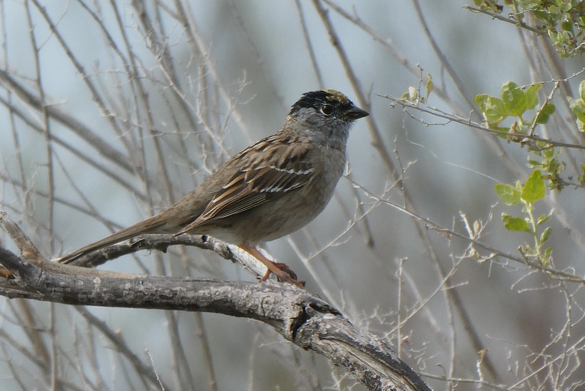 Golden-crowned Sparrow - Steve Summers