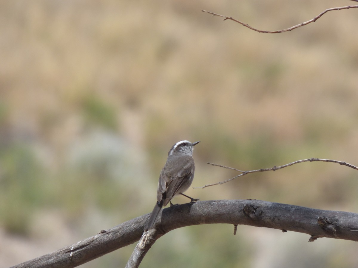 White-browed Chat-Tyrant - ML554750591