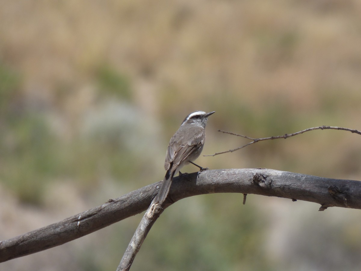 White-browed Chat-Tyrant - ML554750771