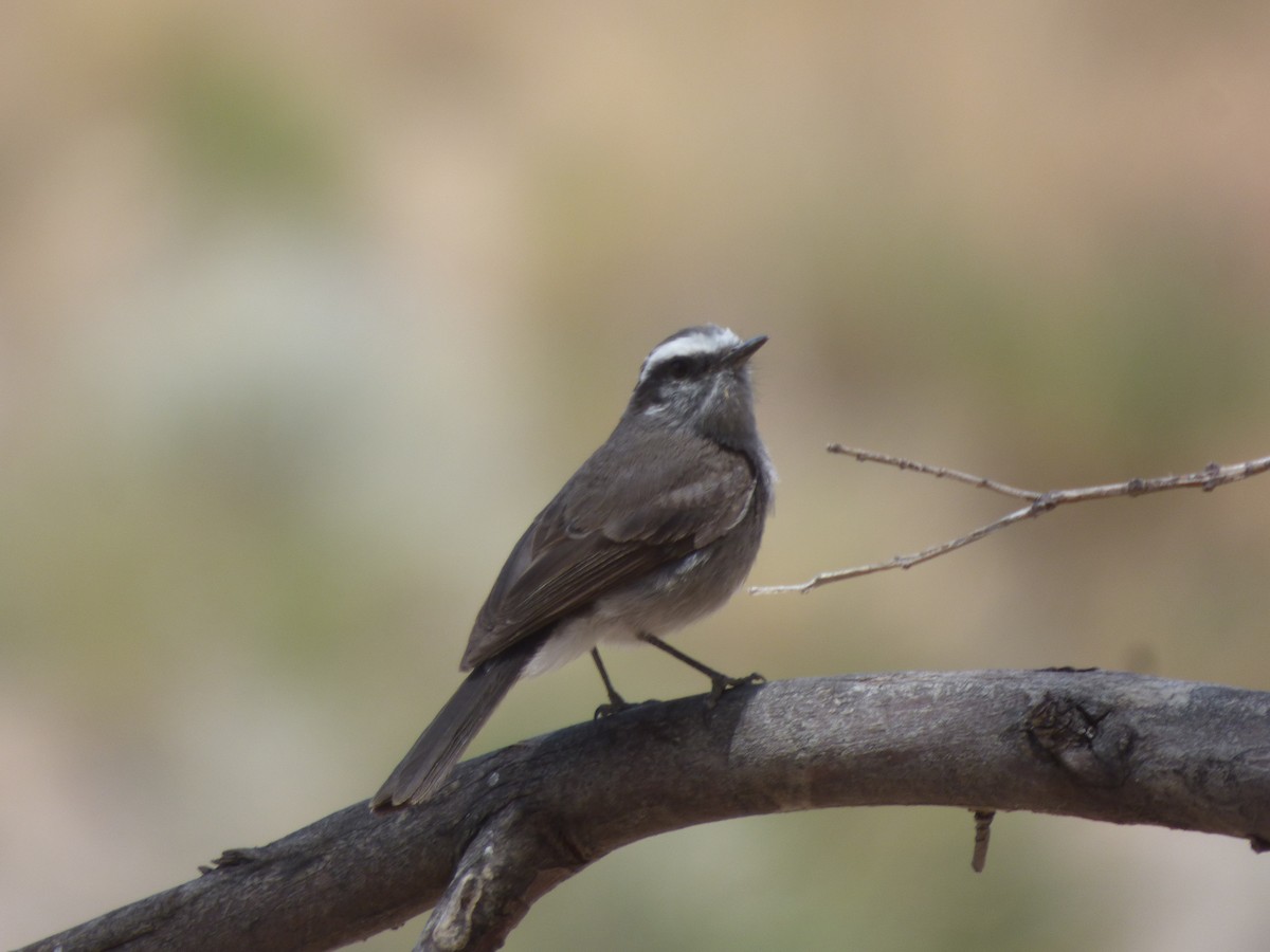White-browed Chat-Tyrant - ML554750901