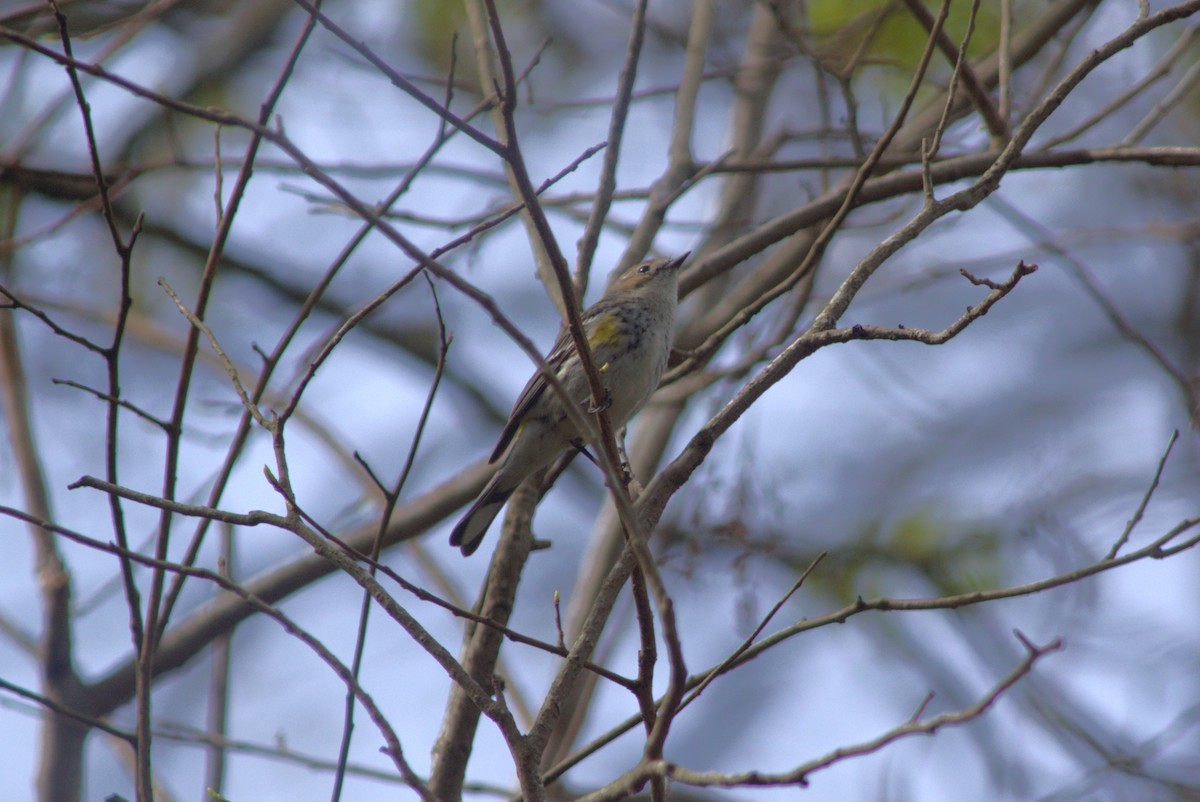 Yellow-rumped Warbler - ML554751111