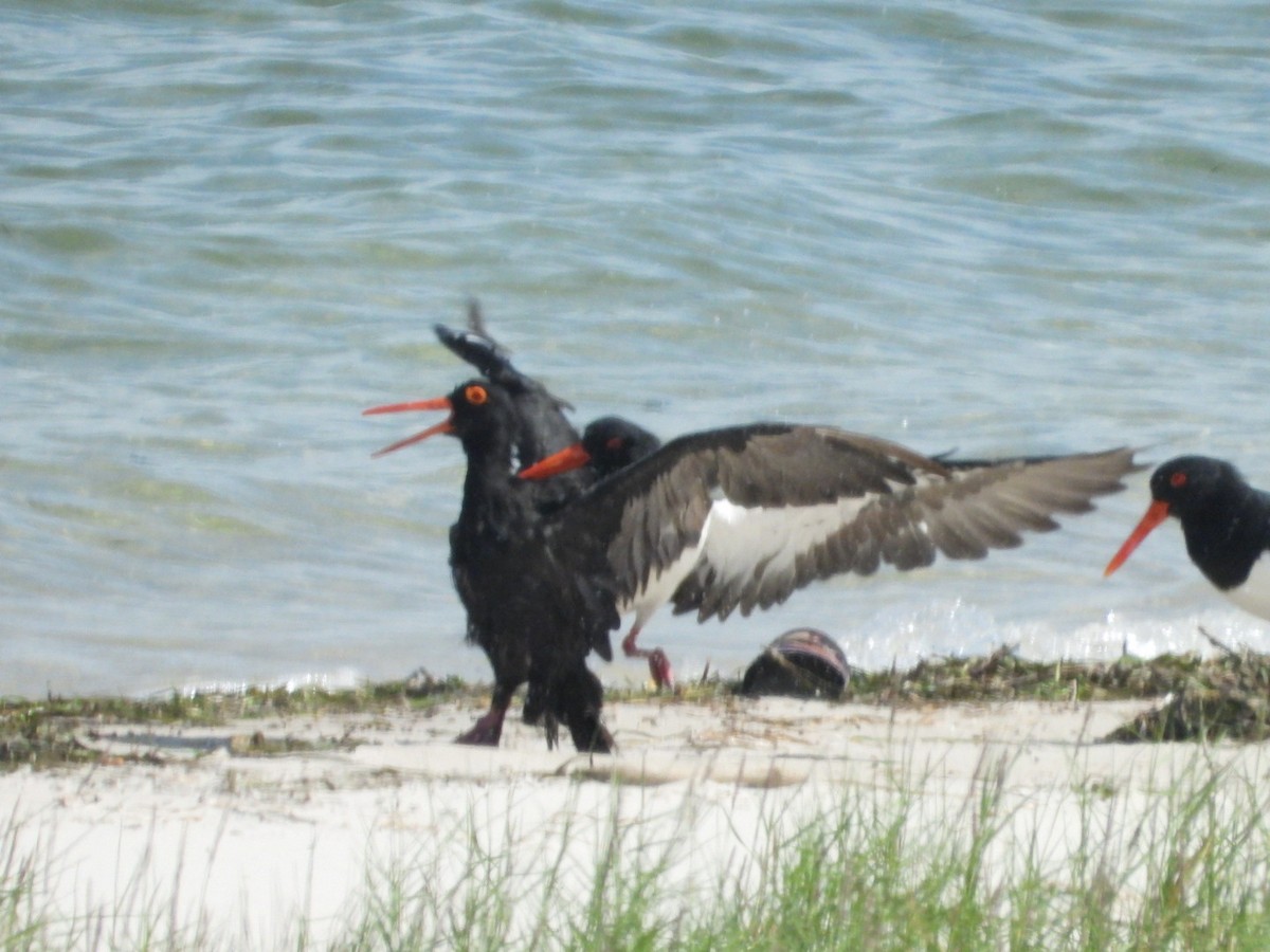 Sooty Oystercatcher - ML554751291