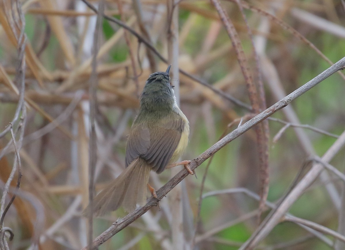 Prinia à ventre jaune - ML554751351