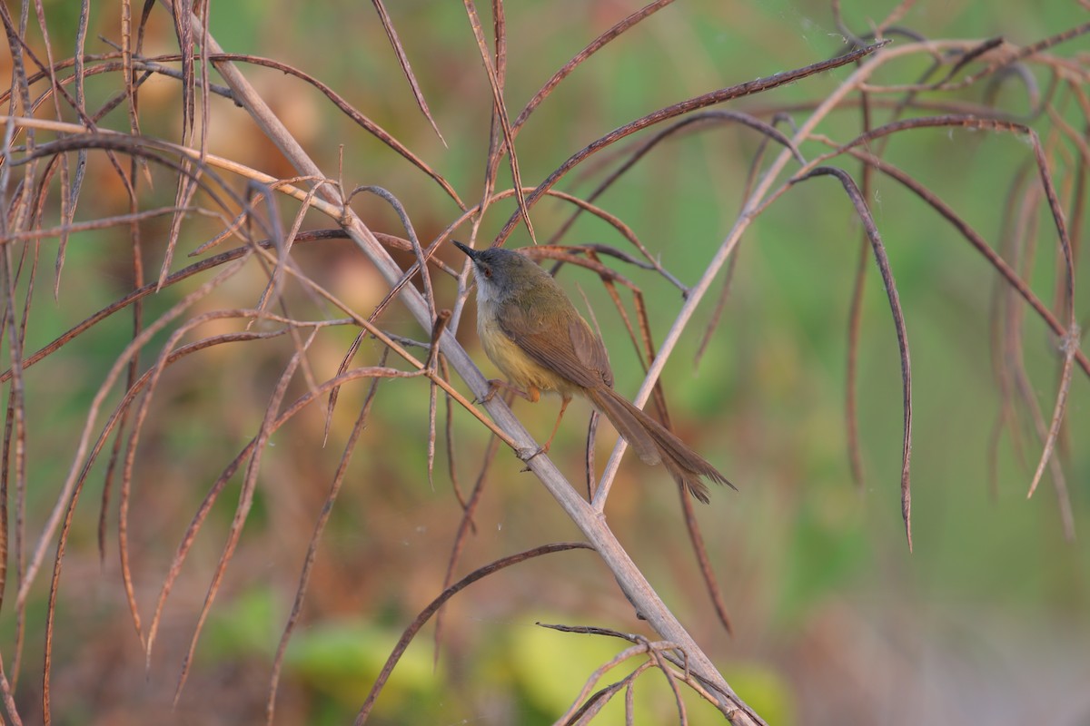 Prinia à ventre jaune - ML554751381