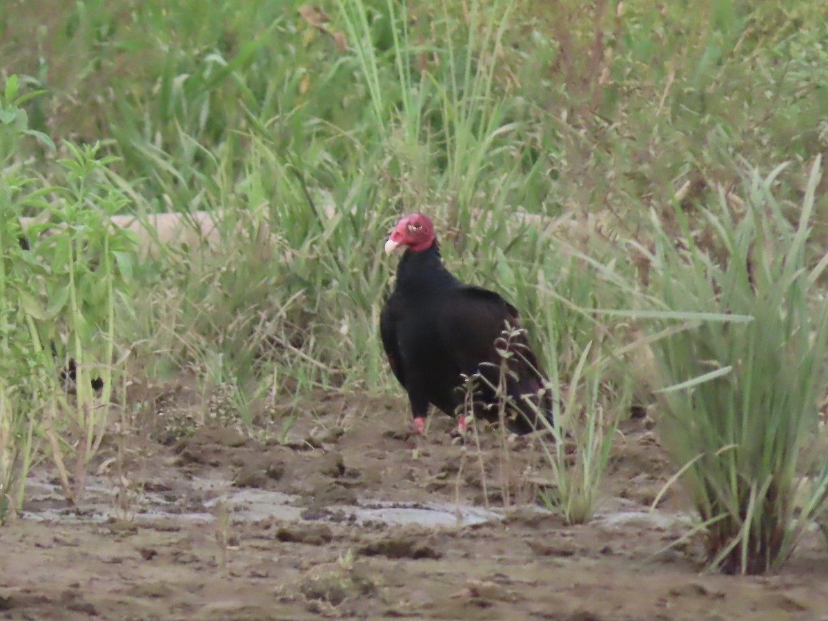 Turkey Vulture - ML554751581