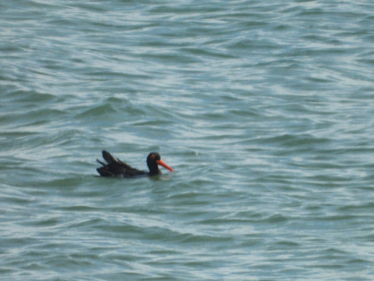 Sooty Oystercatcher - ML554751791