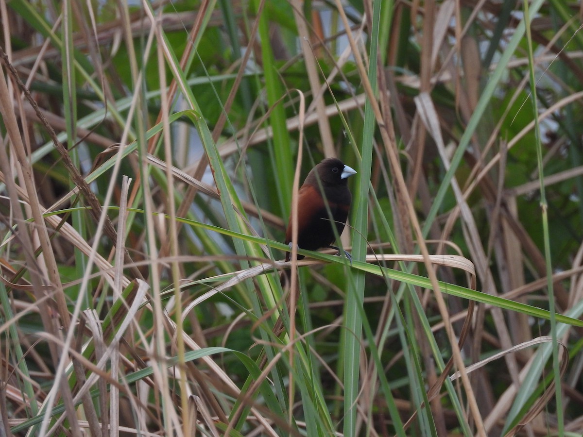 Chestnut Munia - ML554751831