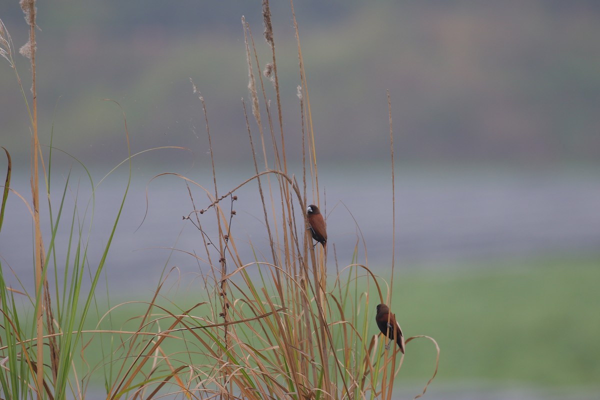 Chestnut Munia - ML554751841