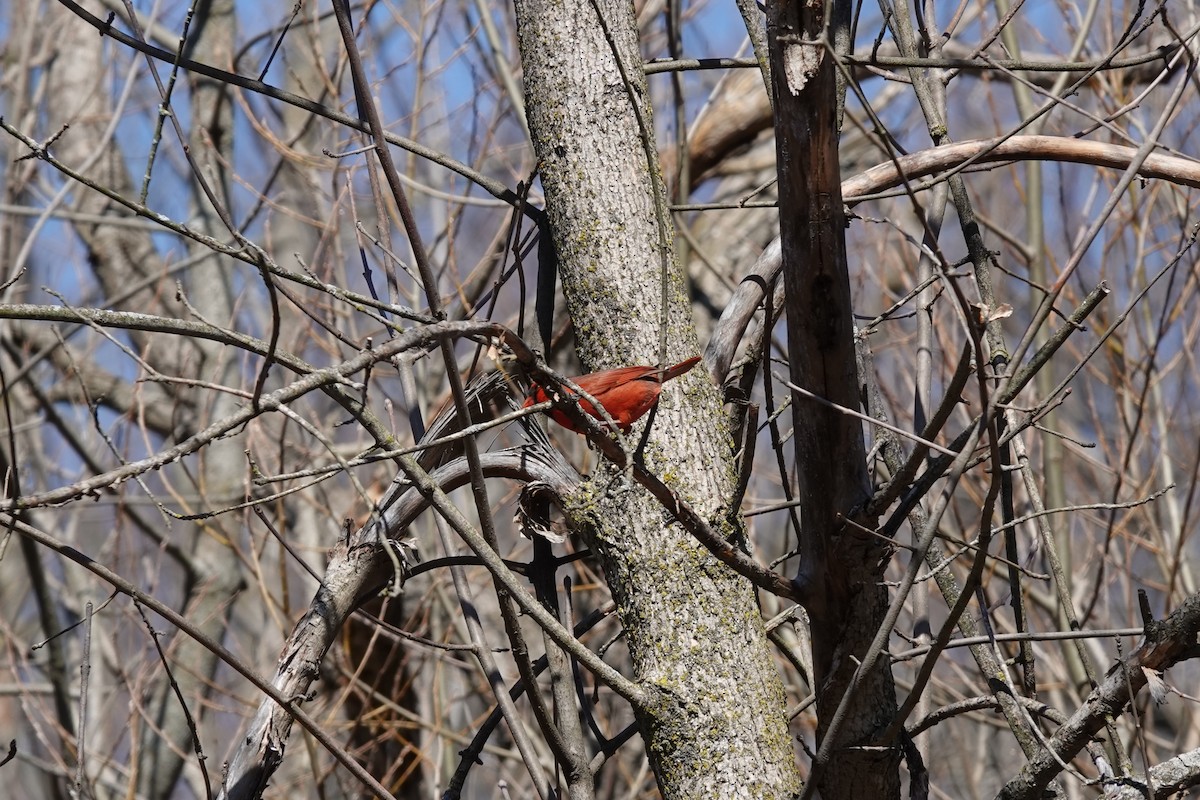 Northern Cardinal - ML554751891