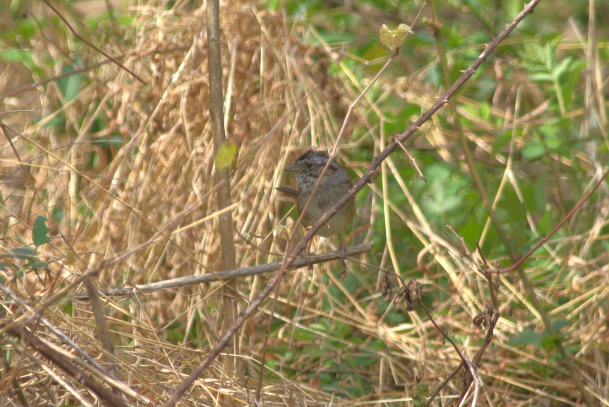 Swamp Sparrow - ML554752011