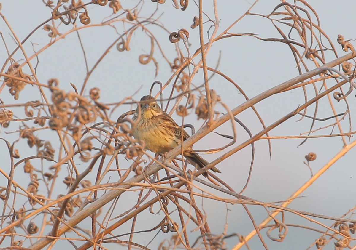 Black-faced Bunting - ML554752331