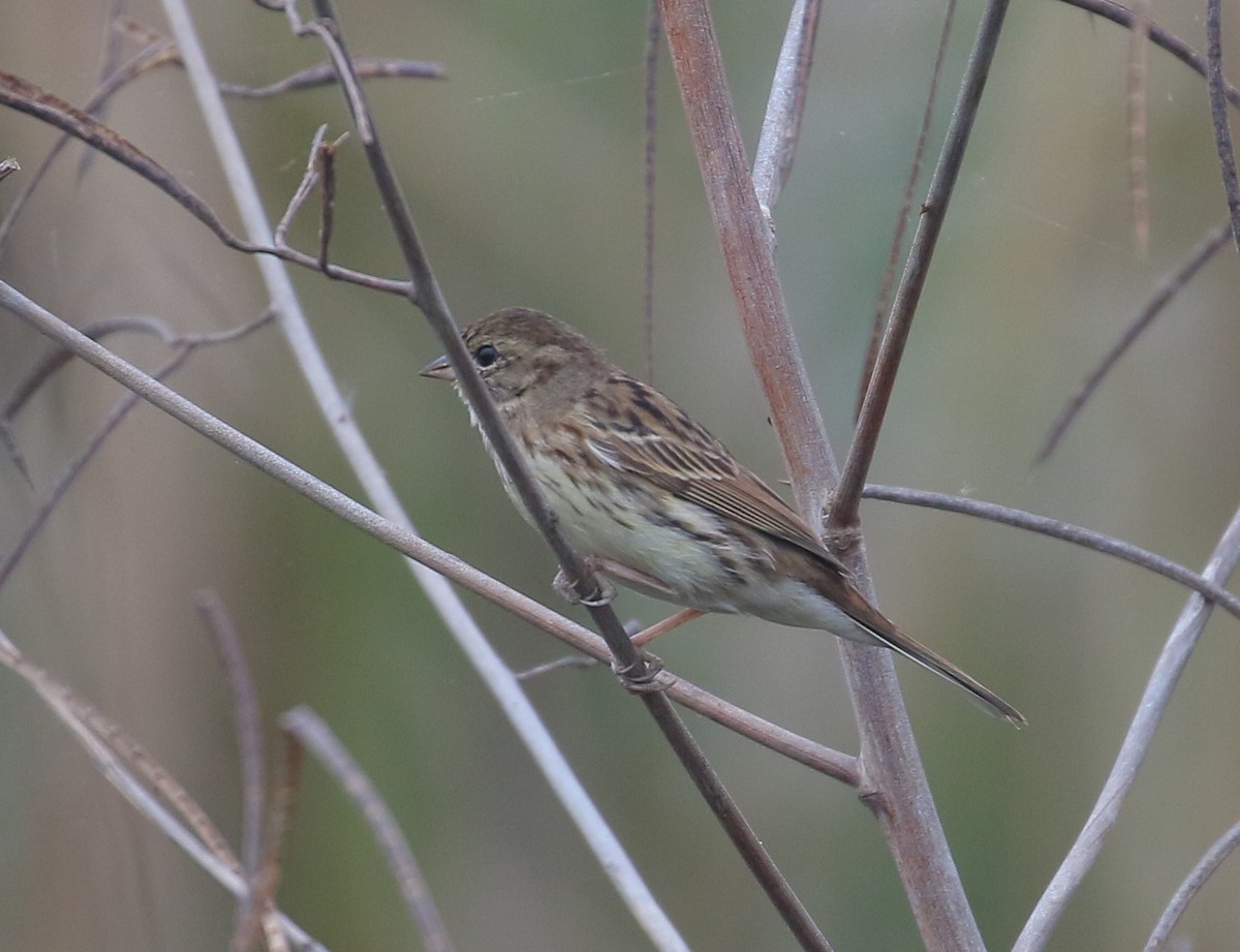 Black-faced Bunting - ML554752341