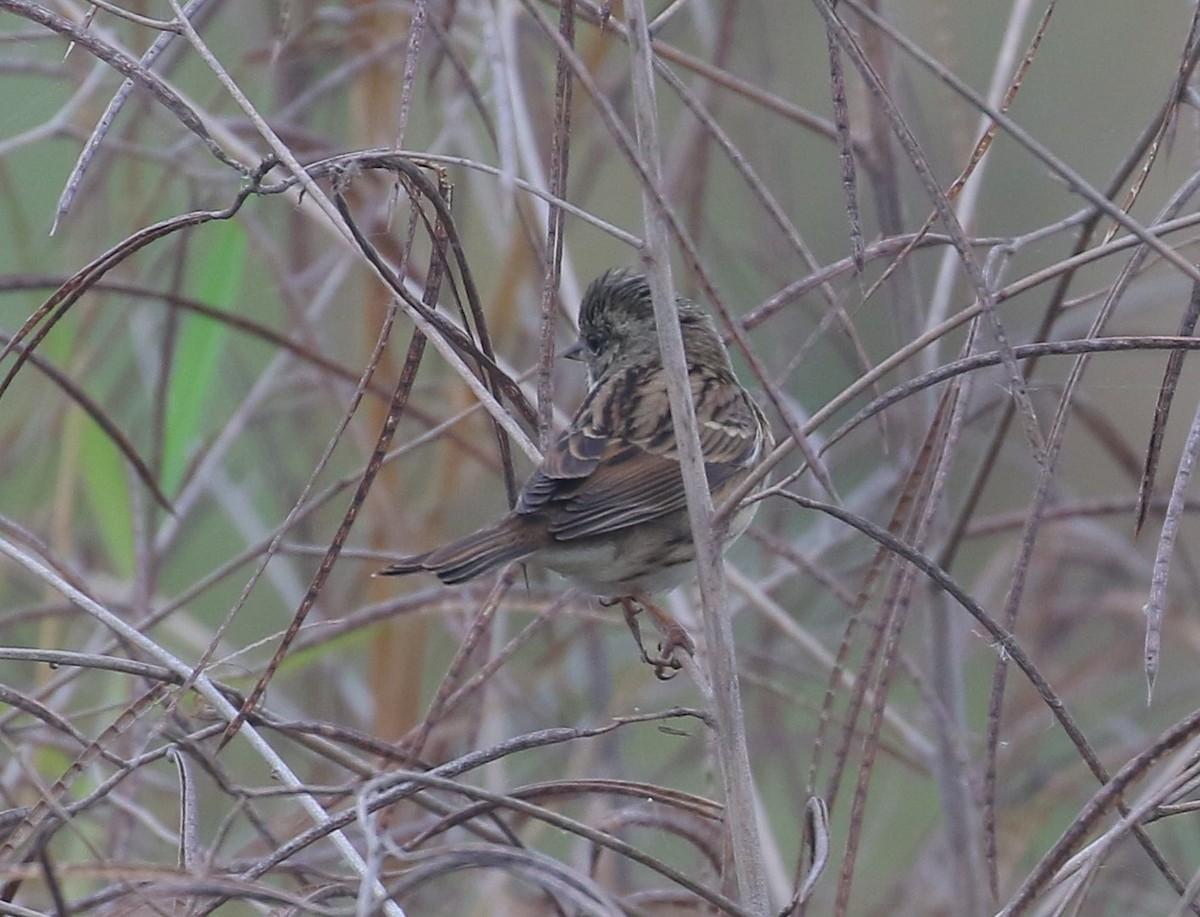 Black-faced Bunting - ML554752351