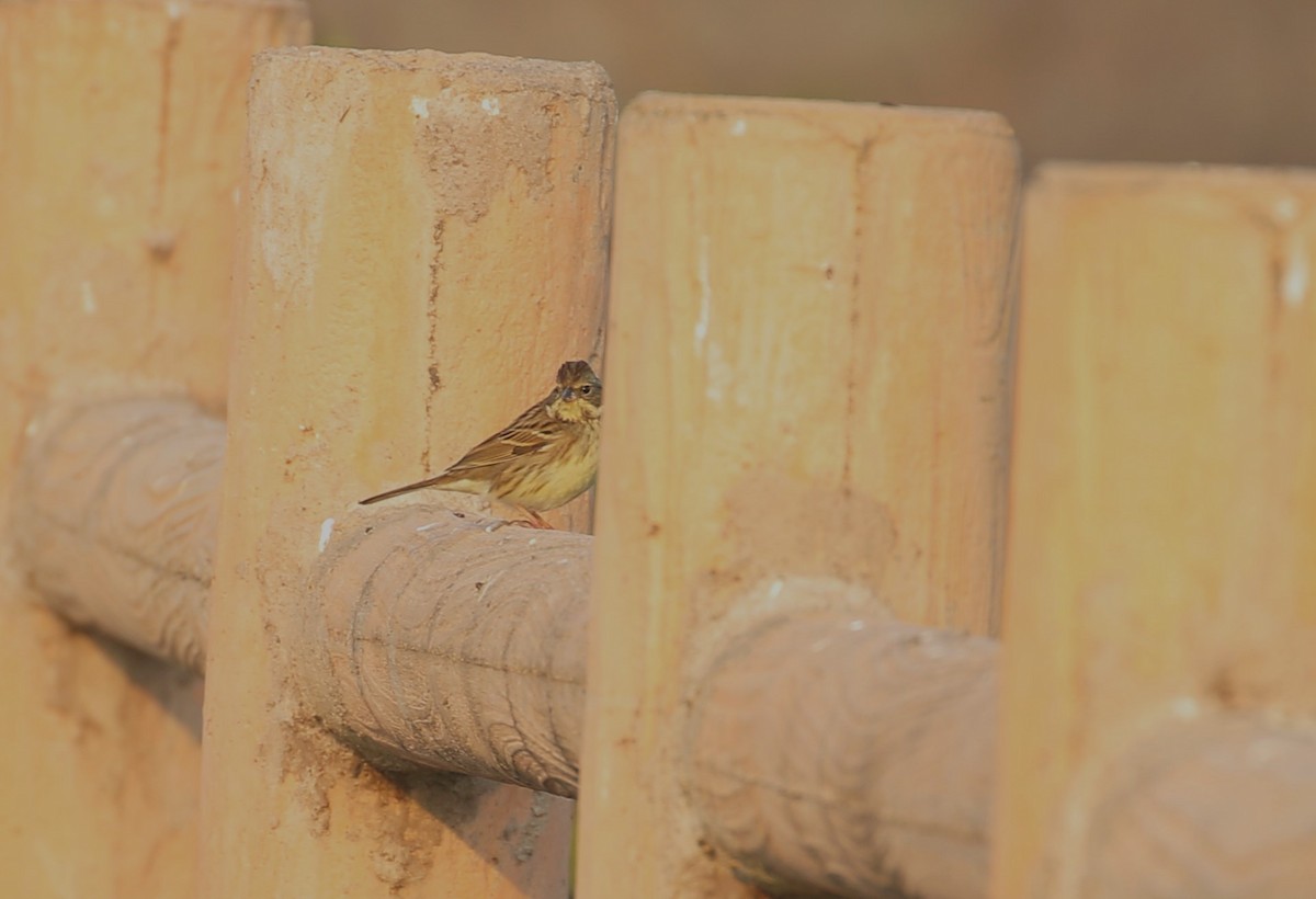 Black-faced Bunting - ML554752361