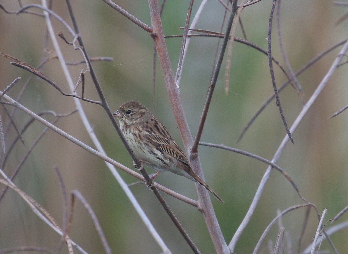 Black-faced Bunting - ML554752371