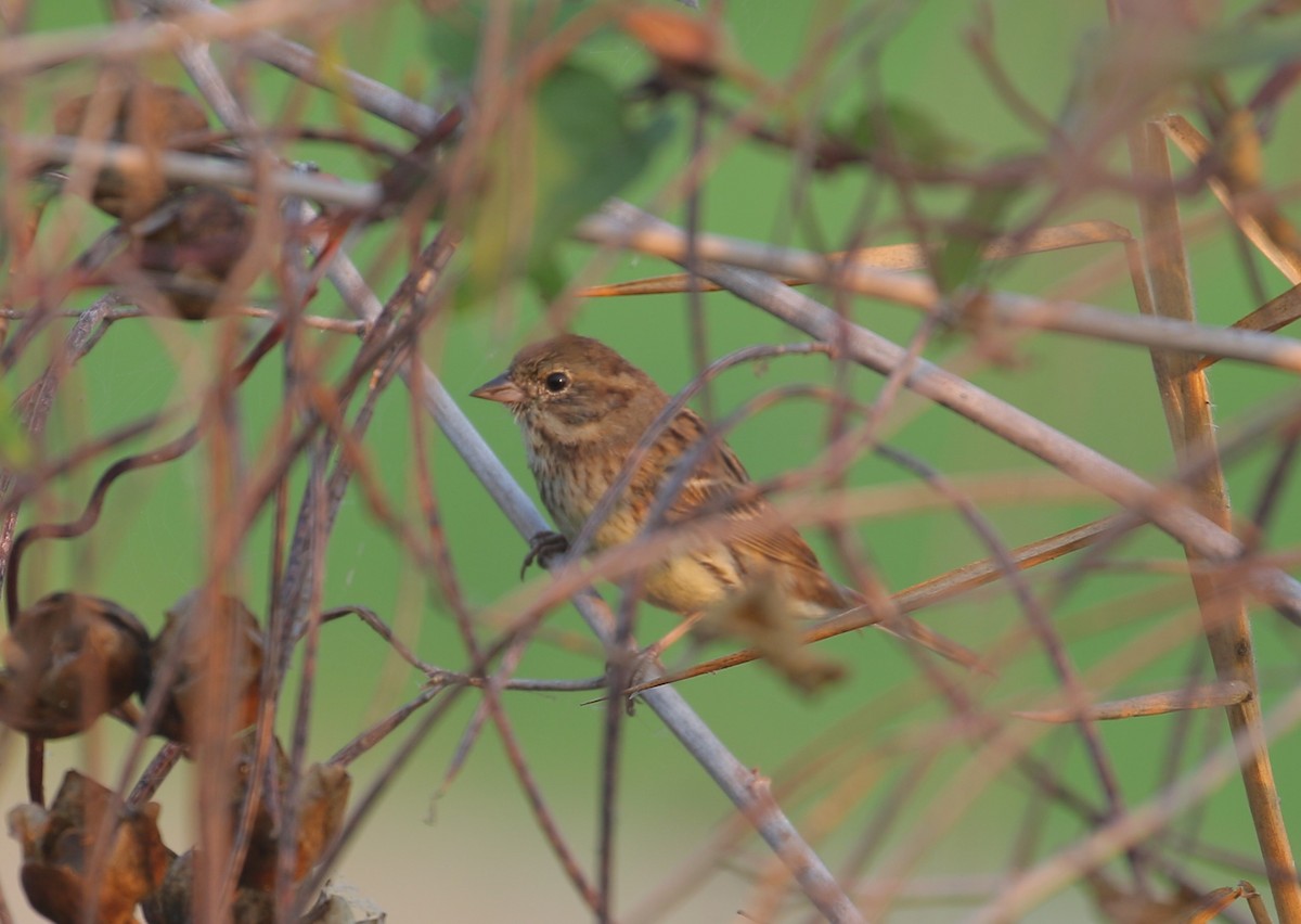 Black-faced Bunting - 尤 俊華