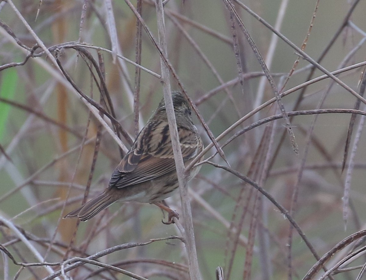 Black-faced Bunting - ML554752401