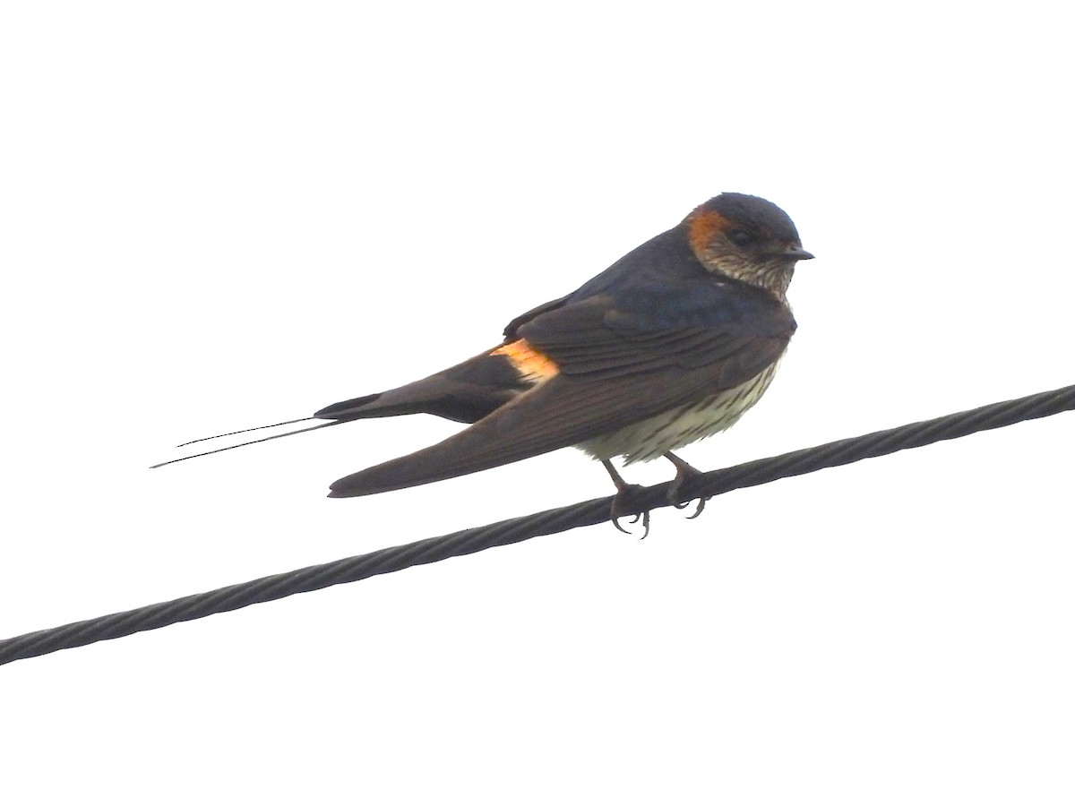 Striated Swallow - 尤 俊華