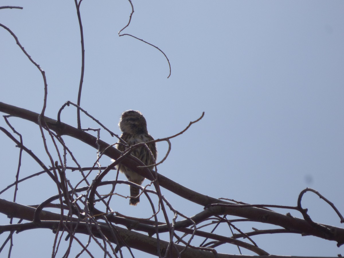 Peruvian Pygmy-Owl - ML554754191