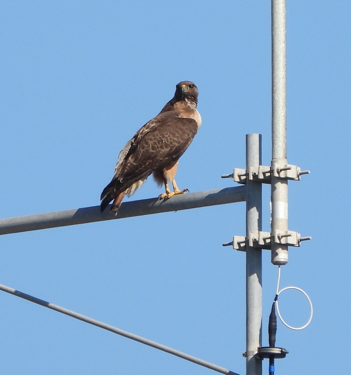 Red-tailed Hawk - ML554754551