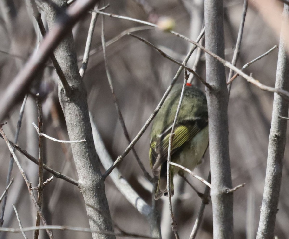 Ruby-crowned Kinglet - ML554754651