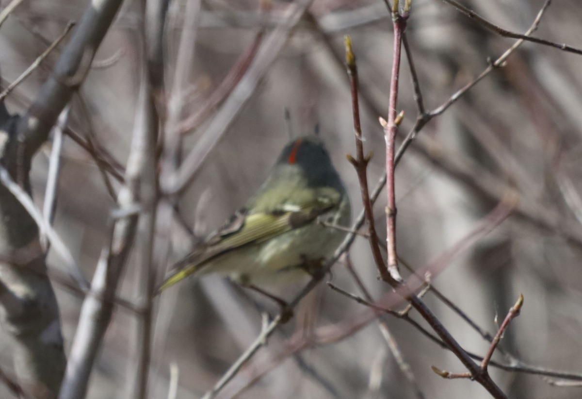 Ruby-crowned Kinglet - ML554754661