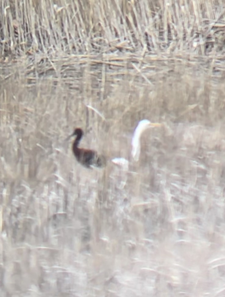 Glossy Ibis - ML554756011