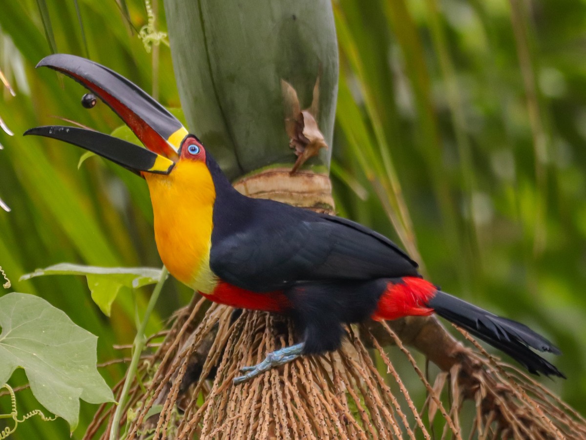 Channel-billed Toucan - William Wallace Silva