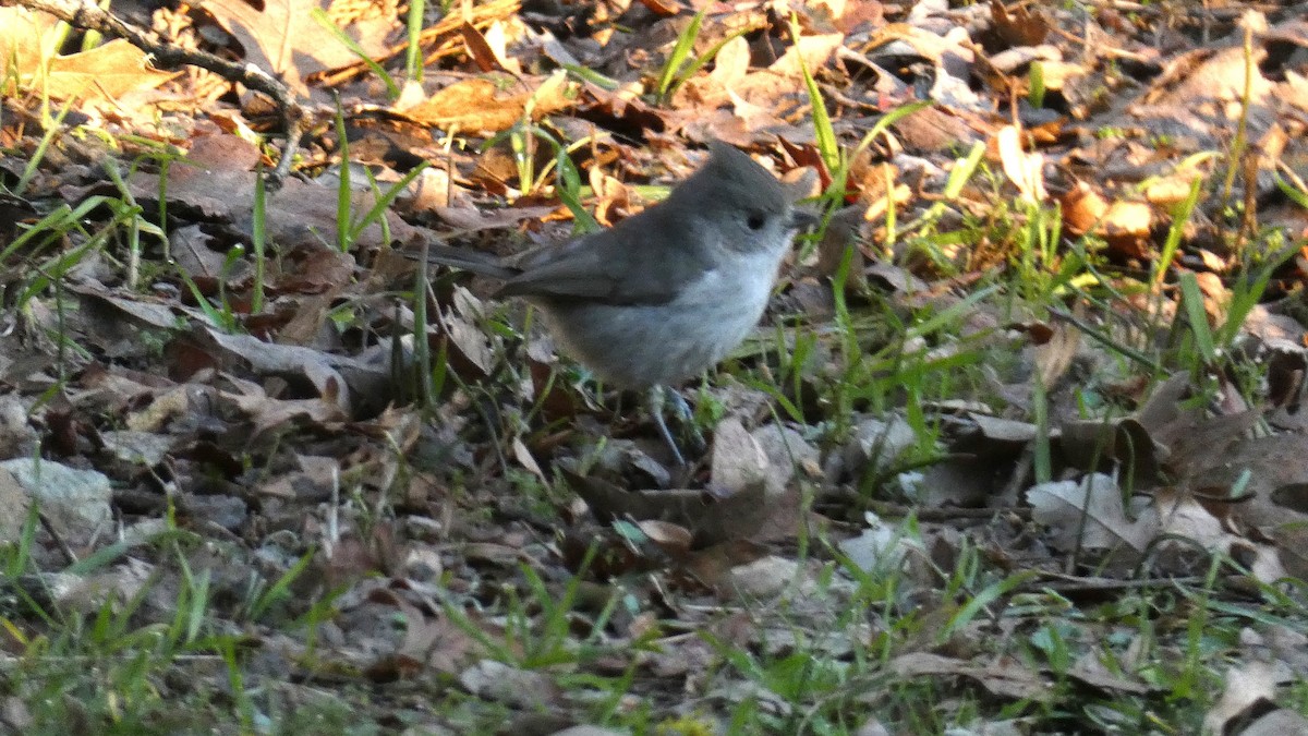 Oak Titmouse - ML554757941