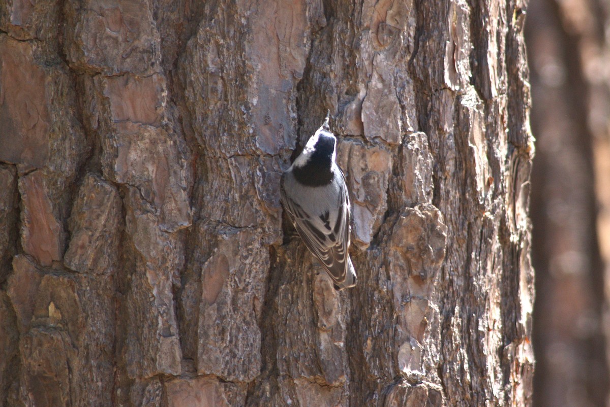 White-breasted Nuthatch - ML554758021