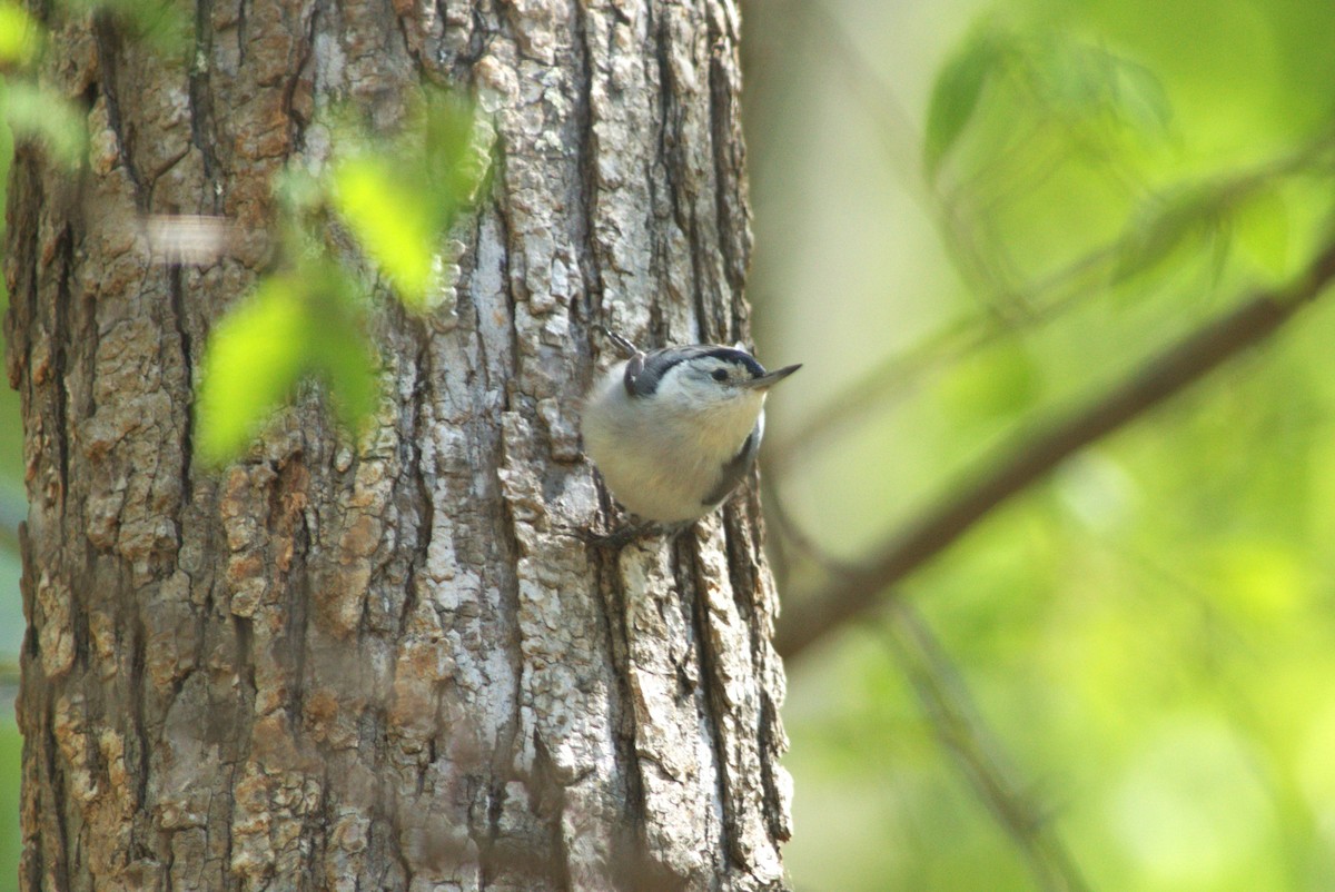 White-breasted Nuthatch - ML554758031